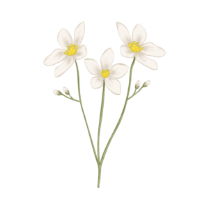 Introductory Counseling_QIAP Counseling